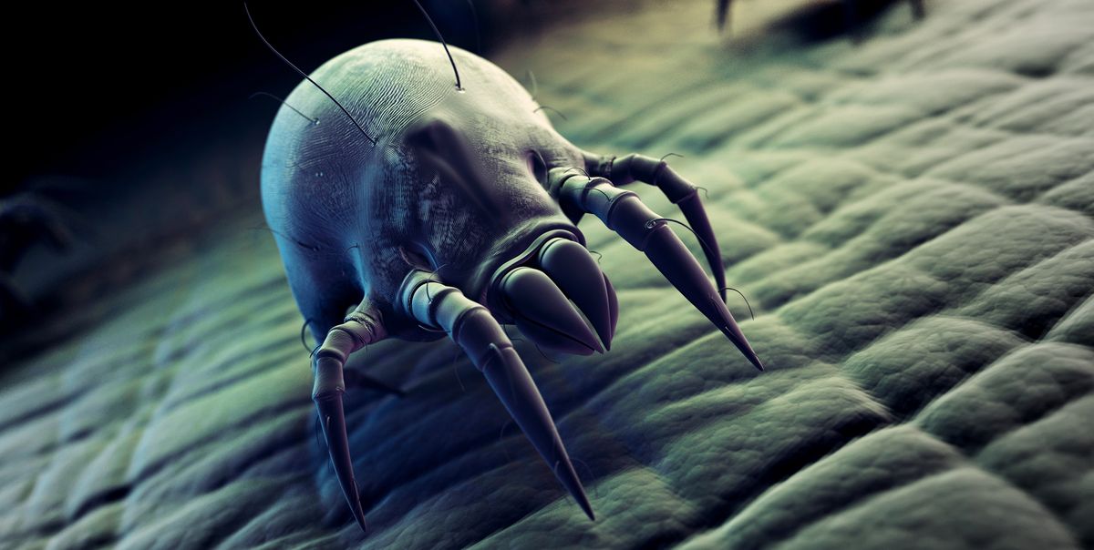Tips and Tricks to Get Rid of Dust Mites from Home